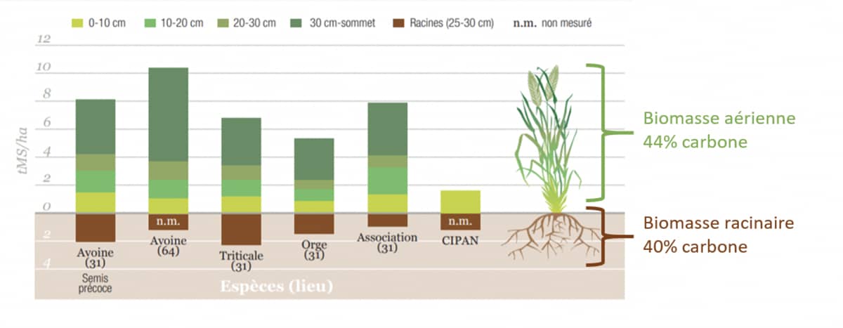 Graphique en barre sur la biomasse racinaire et aérienne