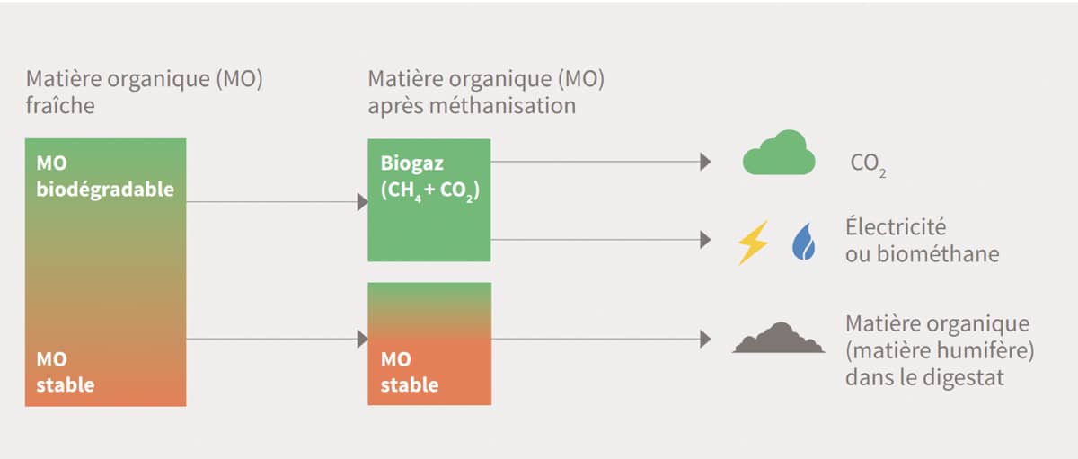 Infographie sur la répartition de la matière organique