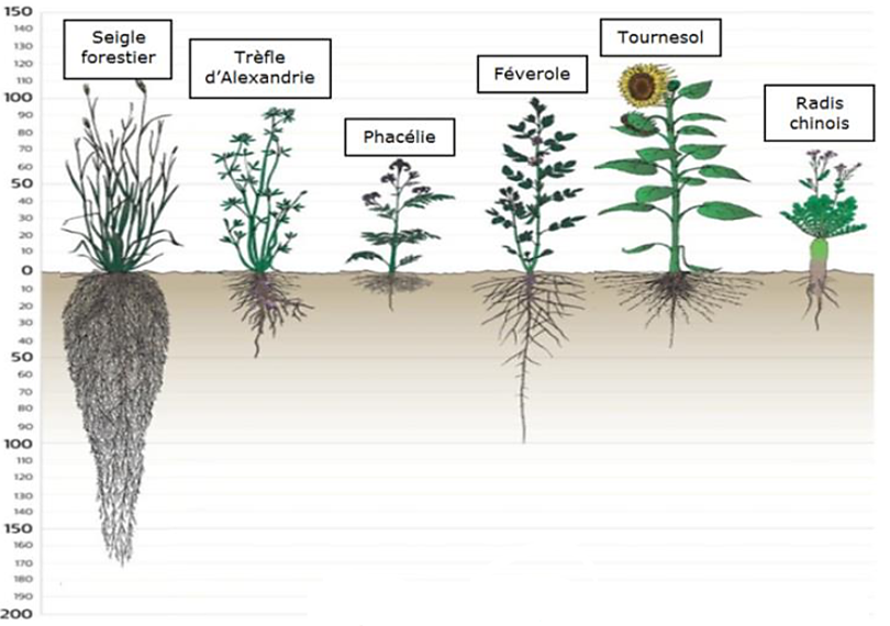 Schéma système aérien et racinaire de différentes espèces de couverts végétaux