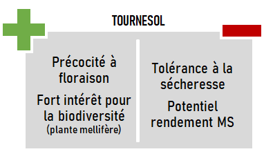 schema especes CIVE ete tournesol