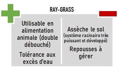 schema especes CIVE hiver Ray Grass