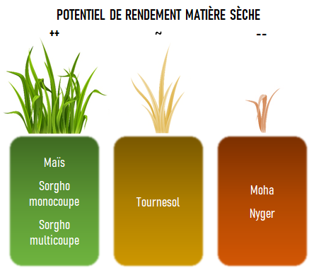 Infographie de 3 blocs de semences pour les CIVEs d'été