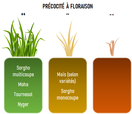 Infographie de 3 blocs de semences pour les CIVEs d'été