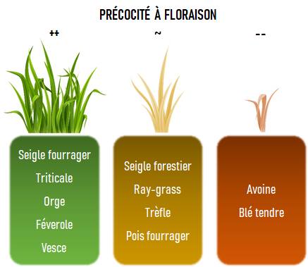 Infographie de 3 blocs de semences pour les CIVEs d'hiver