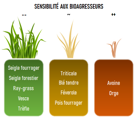 Infographie de 3 blocs de semences pour les CIVEs d'hiver