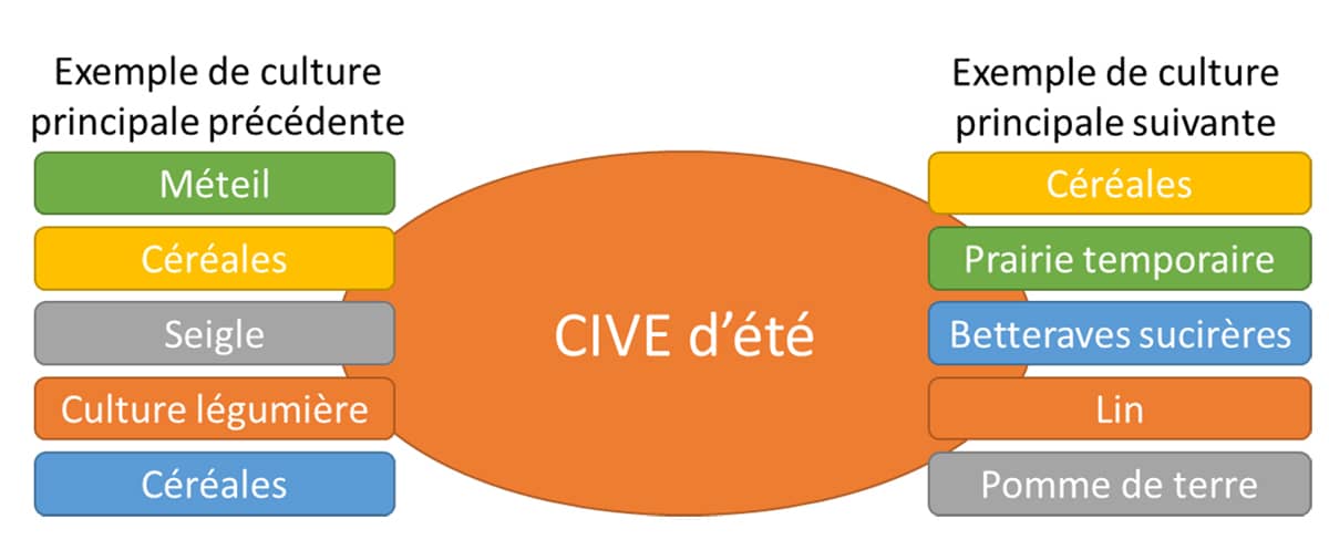 Schéma couleurs en 2 colonnes sur la succession avec CIVE d'été