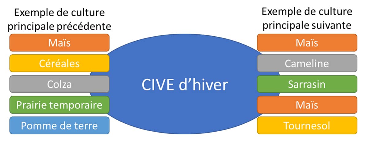 Schéma couleurs en 2 colonnes sur la succession avec CIVE d'hiver