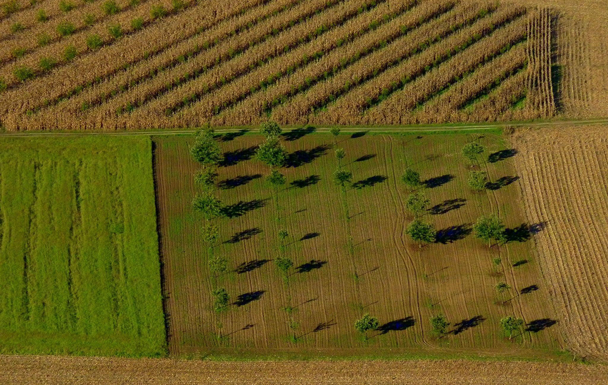 Vue aérienne de champs plantés en CIVE
