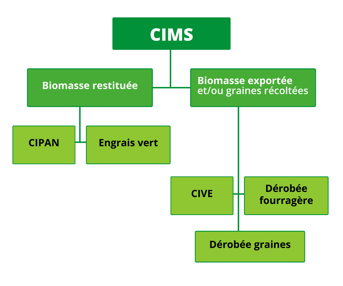 Organigrame vert avec 8 cartouches verts sur les différentes Cultures Intermédiaires Multi-Services (CIMS)